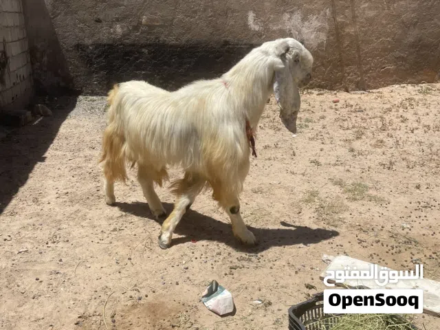 جدي للبيع طرابلس