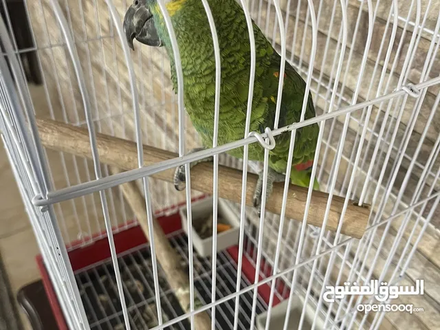 للبيع ببغاء أمازون بلوفرنتد