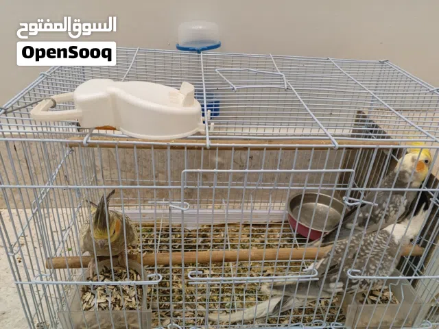 زوج كروان منتج