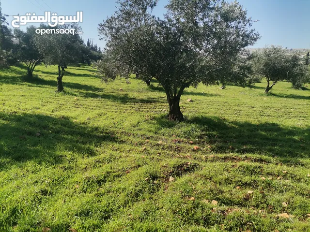 Mixed Use Land for Sale in Mafraq Al-Dajaniya