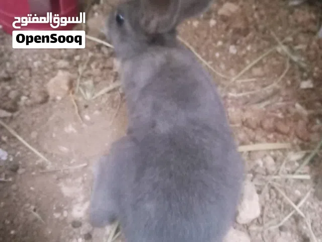 أرنب بلدي للبيع او للبدل
