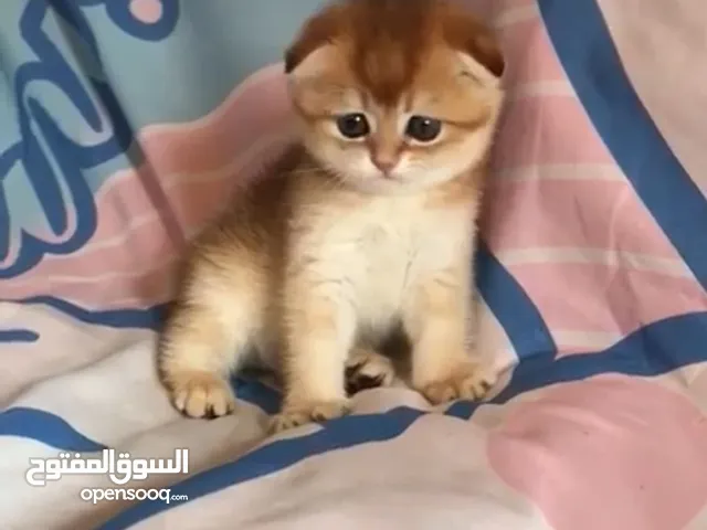 سكوتش فولد انثى