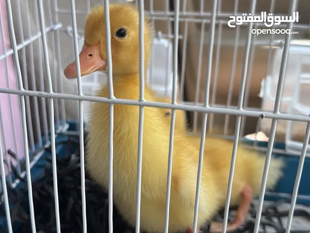 عرض بطتين مع قفصين و اكل فقط 8 دنانير من غير توصيل و 12 مع توصيل