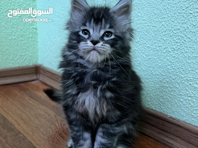 Maine Coon kittens