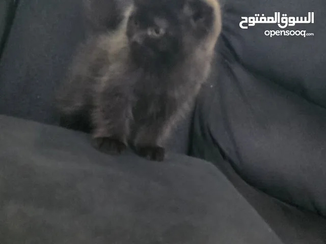 قطتين للبيع سكوتر فولدر مكس شانشيلا