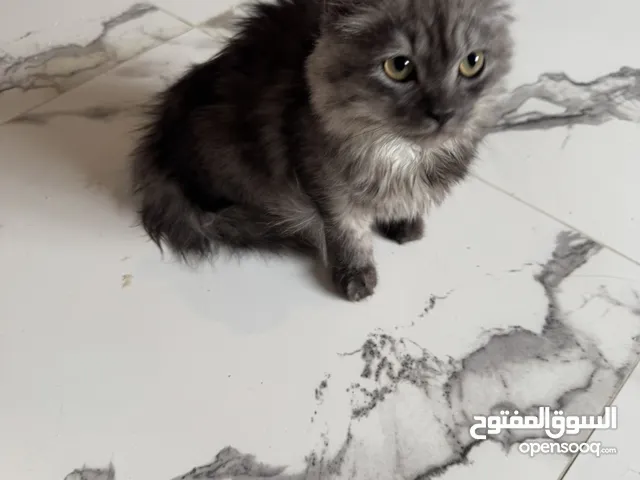 قطه تشيرازي
