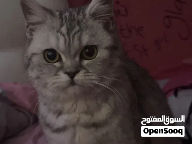 قطتين للتبني الرمادية بعمر 6شهور والبيضاء بعمر السنة للتبني المستعجل