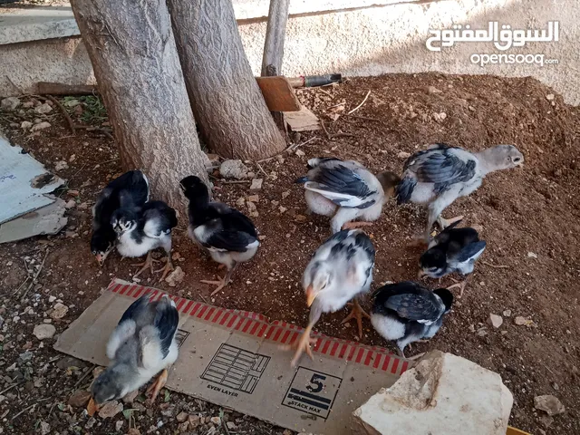 صيصان الماني