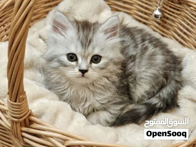 كيتنز شيرازي بيرشن لونغ هير