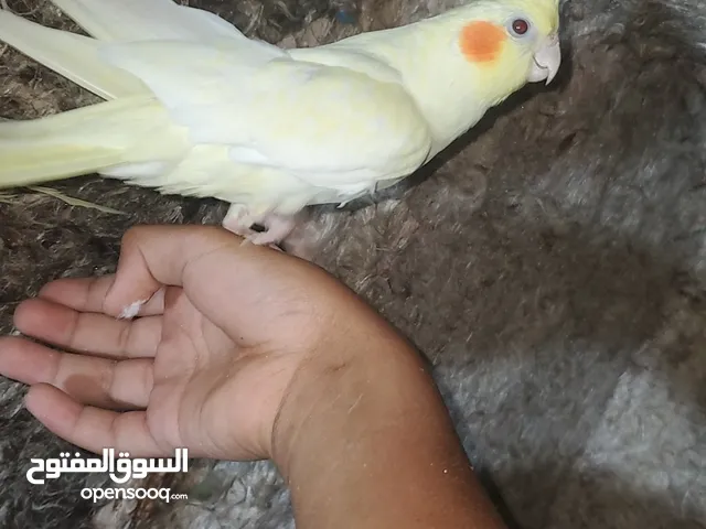 جوز كوكتيل جاهز ميه في الميه والنثا أليفه