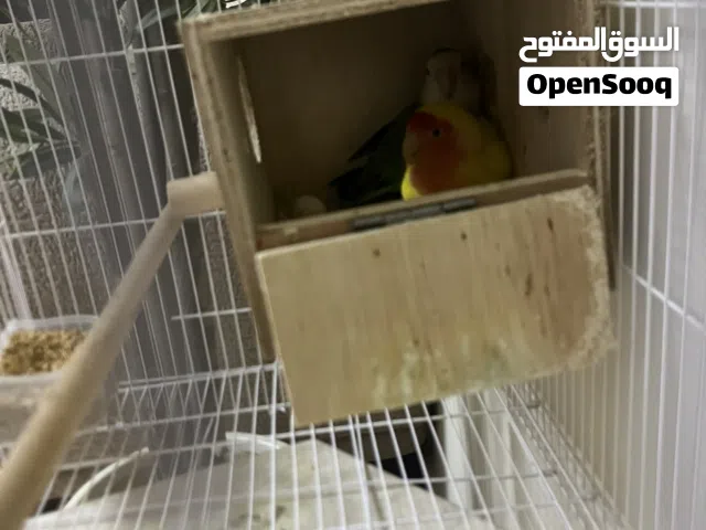 عصفورين روز