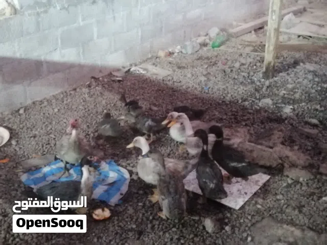 للبيع بط عمانيات