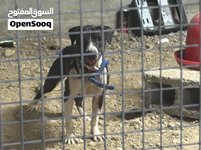 بيتبول فايتر