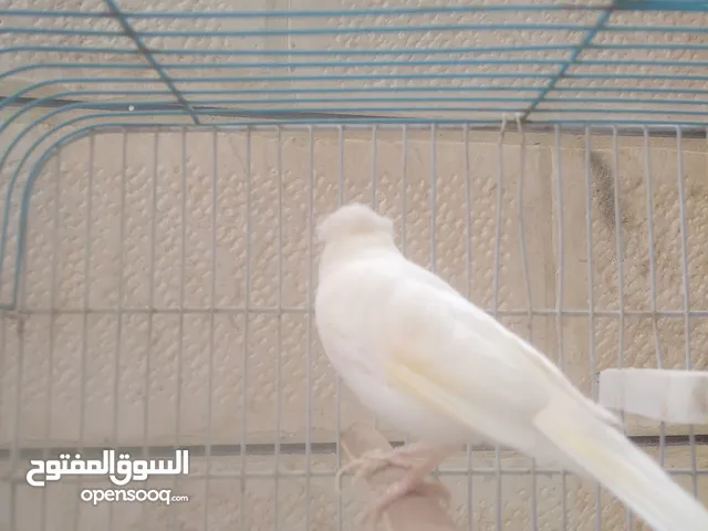 فحل كنار ابيض مقنبر حبه رفع وطول الله يبارك لصاحب النصيب