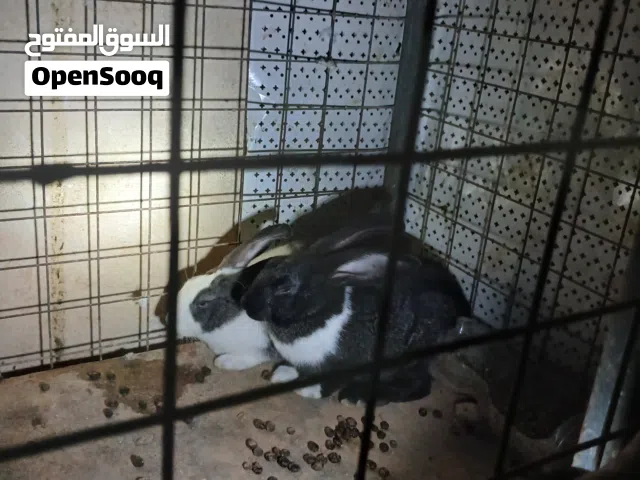 ارانب هجين