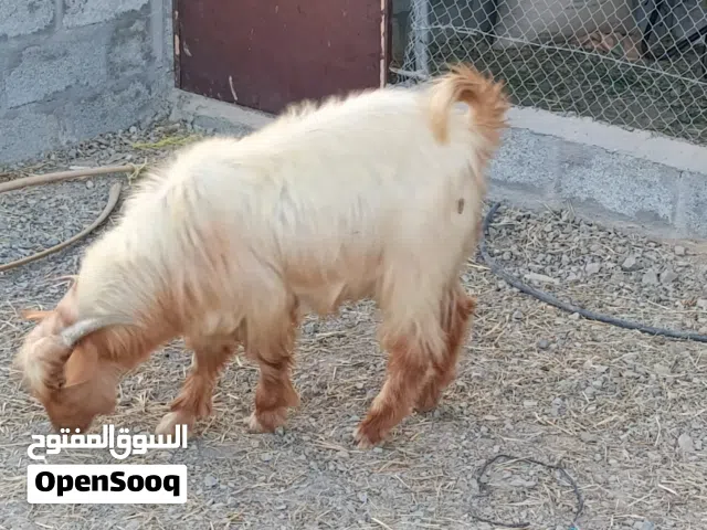 تيس جميل ما مخصاي عمره سنه ونص