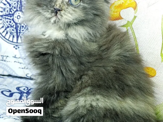 سلام عليكم قطط للبيع بصحه جيده جدا وملقحه وخاليه من اي امراض واي حشرات متعلمات على اكل البيت
