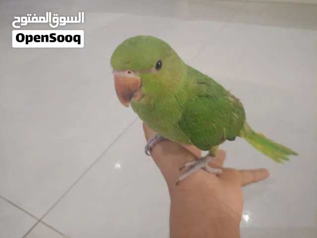 ببغاء + قفص ببغاء  ب سعر 25 ريال عماني