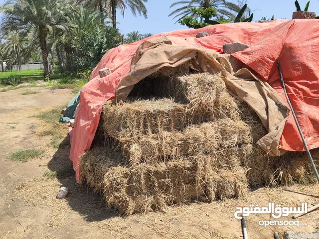 برايد حشيشه