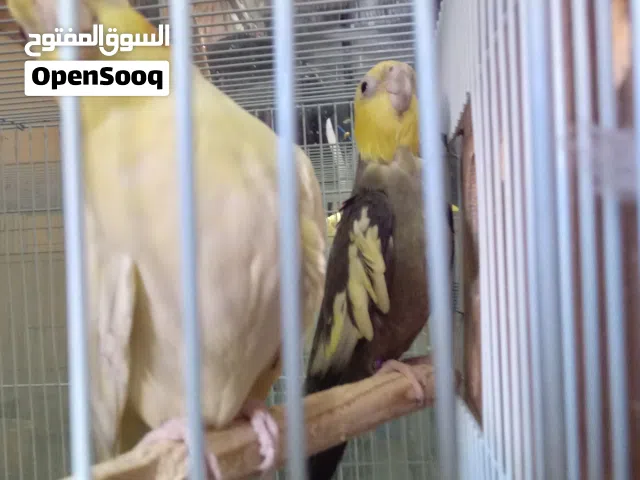 زوج كوكتيل  غير منتج  الذكر اكبر من الانثى  27 وقابل