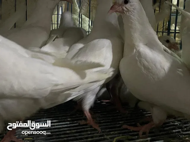 للبيع حمام لاحم فرنساوى بيور زغاليل معتمدة للتربية