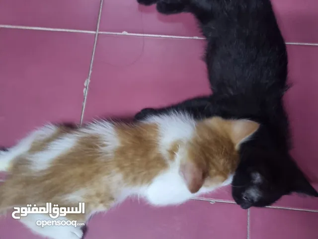 2 Female kittens for free adoption