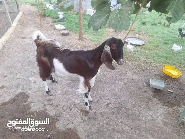 صخول للبيع