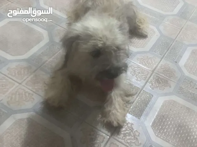 انزل للوصف