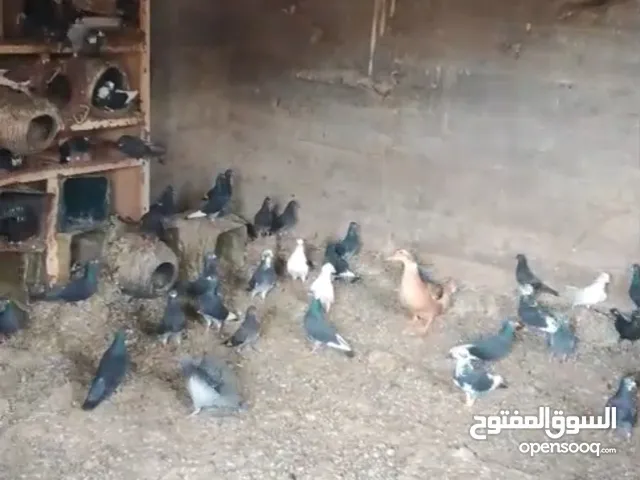 حمام بلدي للبيع