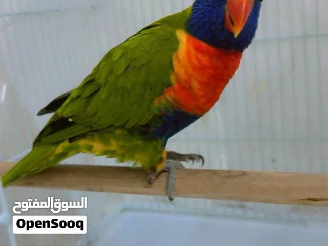 ببغاء لوري