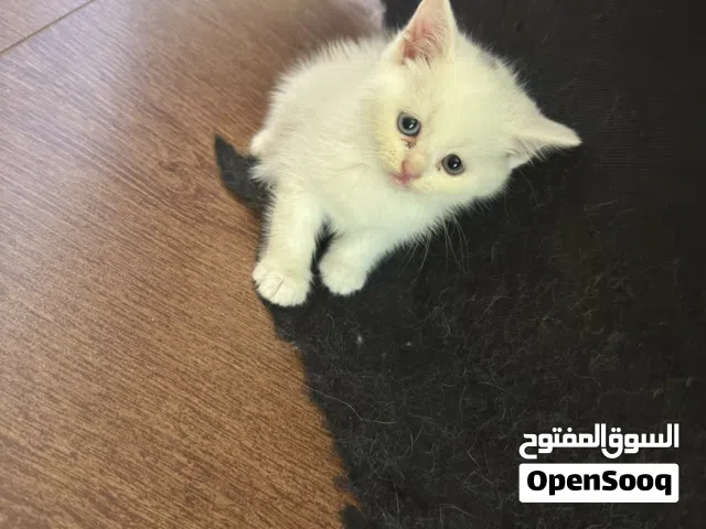 قطط منوعه شيرازيه بسعر جميل جداً عمر شهرين