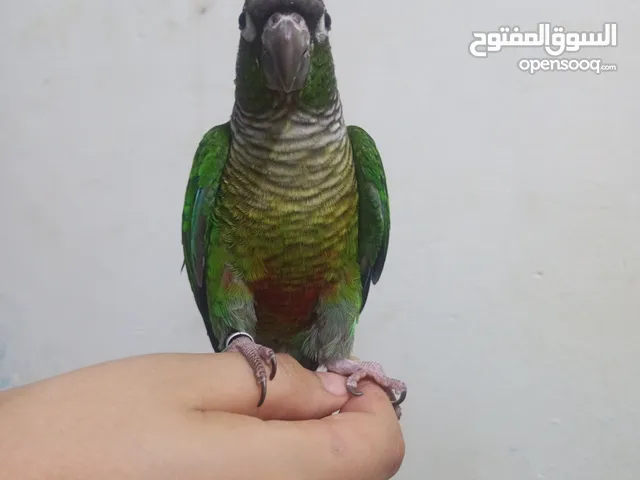 ذكر كنيور قرين شيك اليف حمامه ومحلل بشهادات