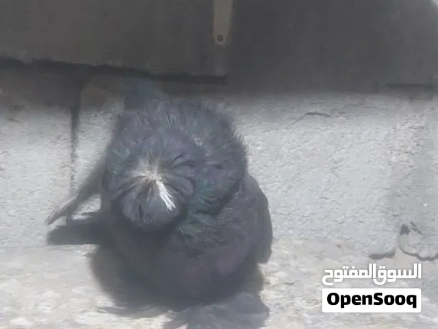 إناث بخارى فووول