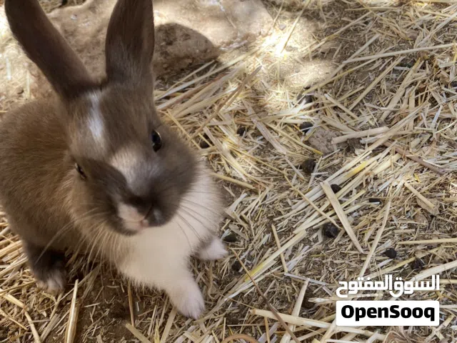 أرانب للبيع