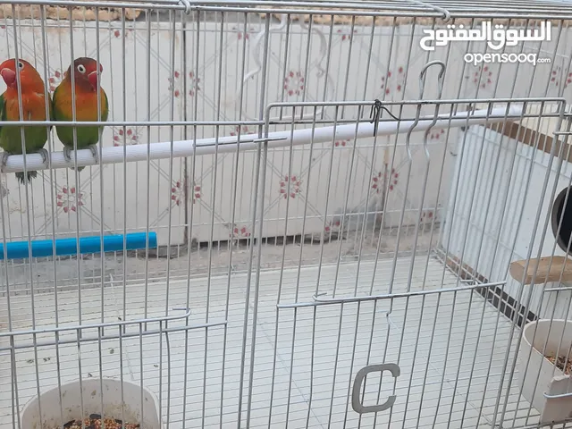طيور غندورات اليفات