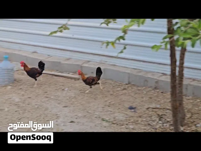 السلام عليكم متاح 5ديوجه شمسي خط اول 3 عرب للبيع العمر 3 اشهر صحه ونضافه خير من الله مكاني ابو الخصي