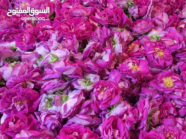 ورد محمدي مجفف – براعم وبتلات من إيران بجودة ممتازة Dried Damask Rose (Gol Mohammadi)