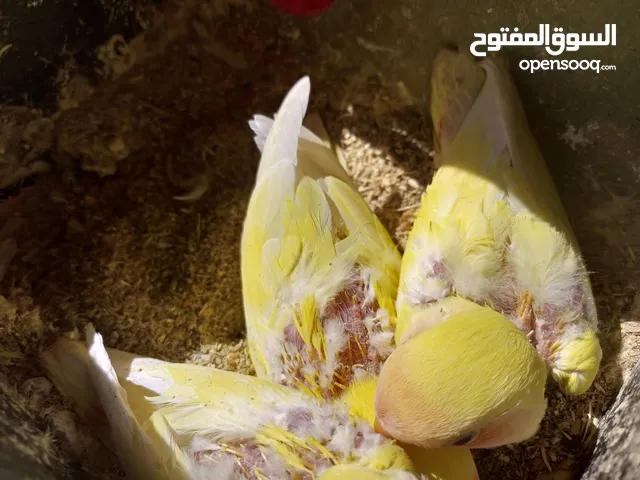 عصافير روز للبيع