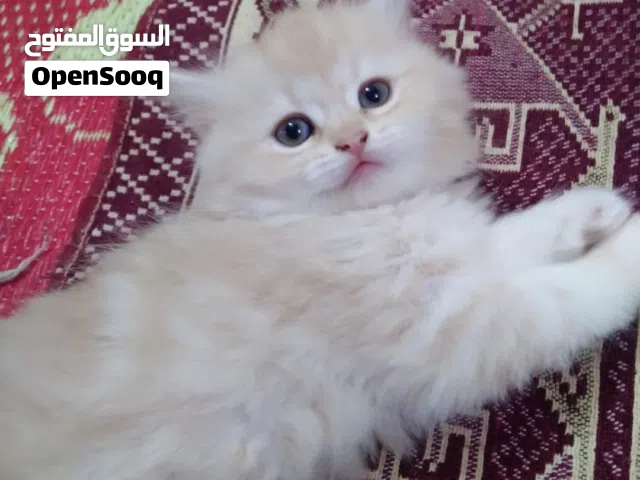 قطط شيرازية