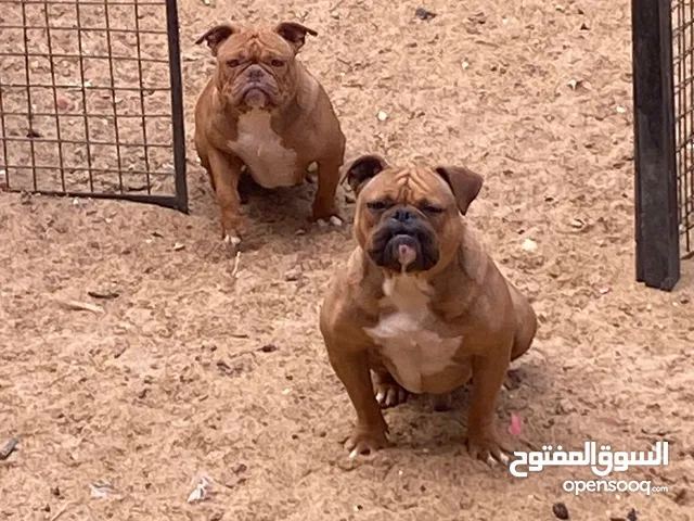 فرصه لدواعي السفر ب 7000