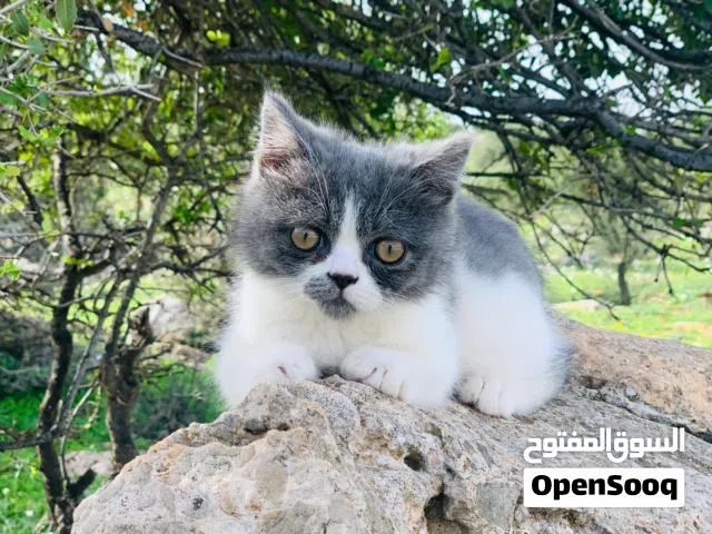 قط بريتش مستوى ممتاز