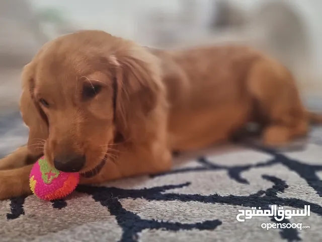 Golden Retriever for Sale للبيع جولدن ريتريفر