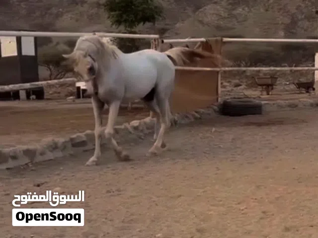 خيل نص عربي نص أمريكي
