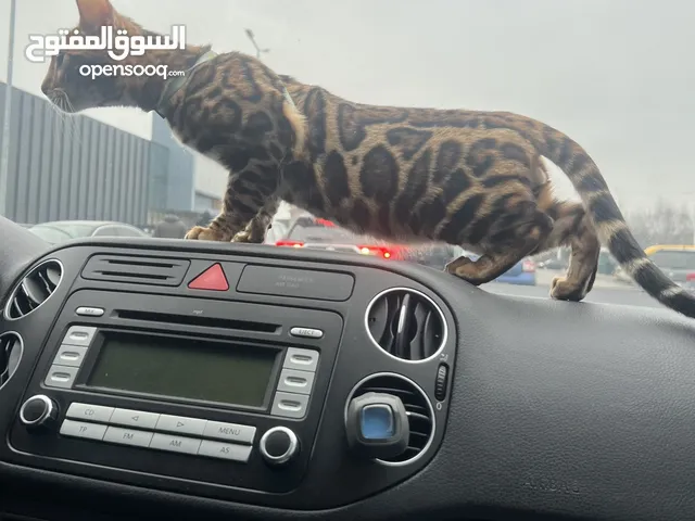 Bengal kittens