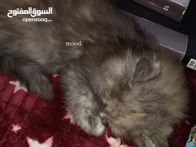 قطه امها شيرازي بيور وأبوها سكوتش فولد بيور