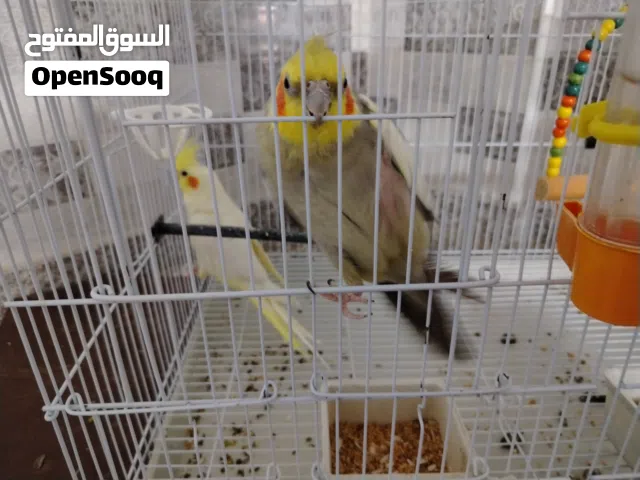عصافير كوكتيل للبيع بسعر مغري