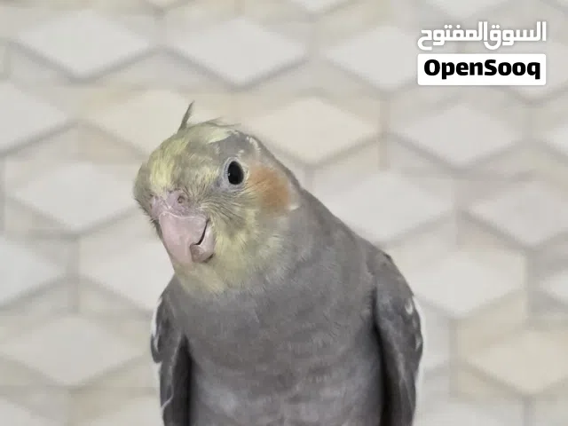طير كوكتيل أليف