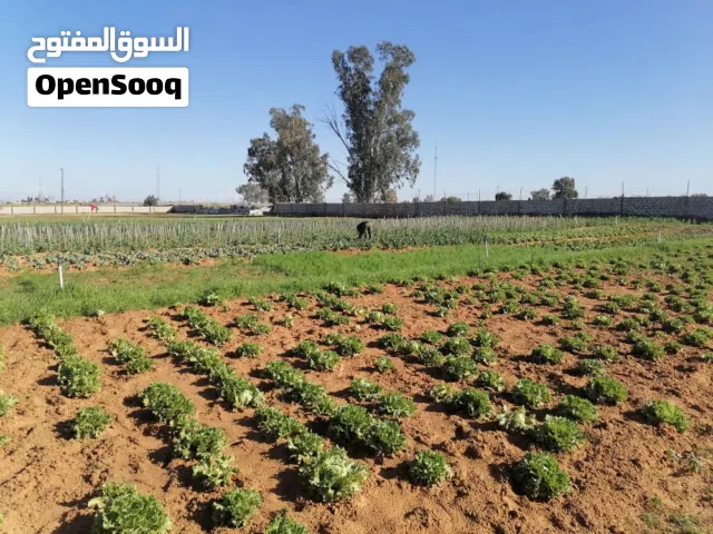 ارض لبيع فى مقاسم بالقرب منجهاز التشغيل والصيانة النهر الصناعى قريب من سريع وادى الربيع