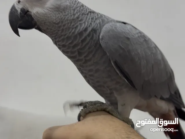 كاسكو أليف جداً