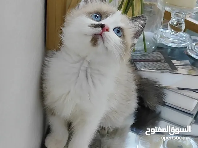 قطة صغيرة كتن راغ دول